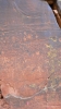 PICTURES/V-Bar-V Heritage Site/t_Petroglyphs2.JPG